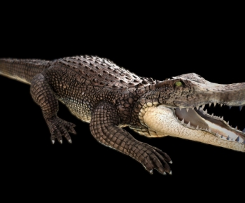 Modern Animal-ID:986757047