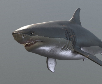 Modern Aquatic Animals-ID:368944884