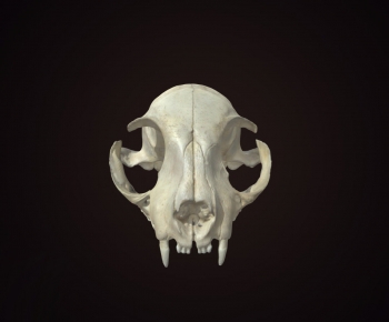 Modern Animal-ID:517472988