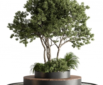 Modern Tree-ID:436239963