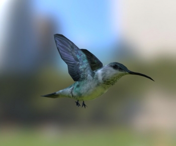 Modern Animal-ID:670073994