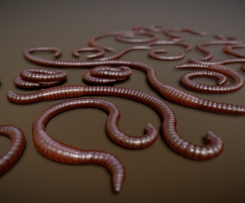 Modern Animal-ID:943061113