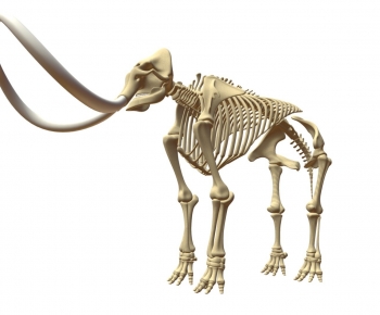 Modern Animal-ID:605946068