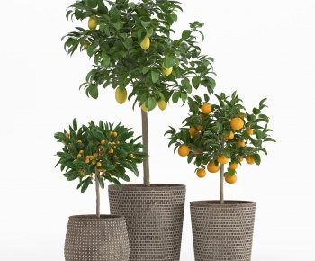 Modern Potted Green Plant-ID:814817911