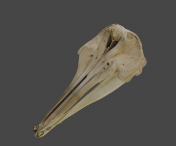 Modern Animal-ID:956635008