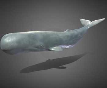 Modern Aquatic Animals-ID:509210113