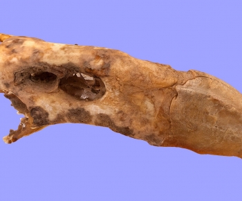 Modern Animal-ID:306458955