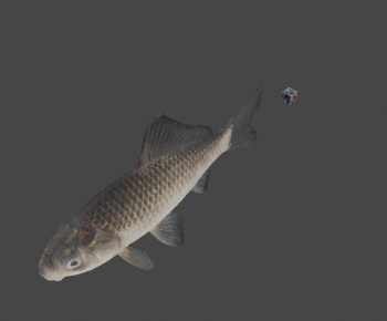 Modern Aquatic Animals-ID:143265965