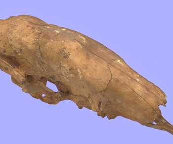 Modern Animal-ID:465722088