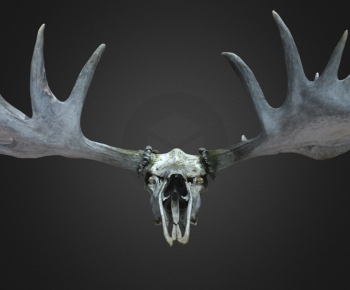 Modern Animal-ID:280711898