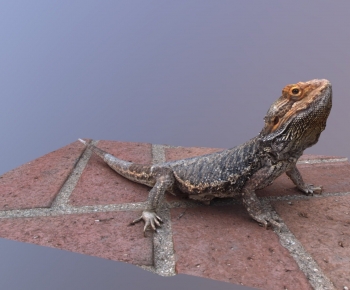 Modern Animal-ID:788875102