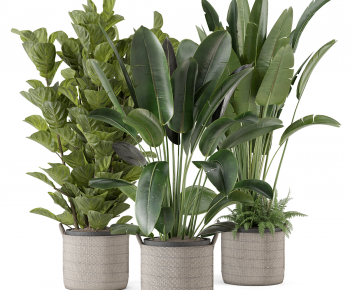 Modern Ground Green Plant Potted Plants-ID:144259937