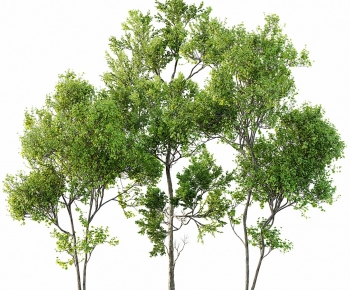 Modern Tree-ID:392229084