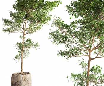 Modern Ground Green Plant Potted Plants-ID:462749969