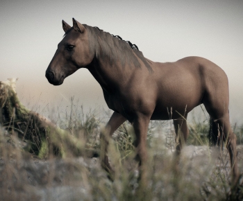 Modern Animal-ID:860548029