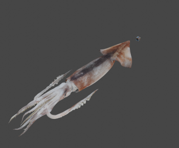 Modern Aquatic Animals-ID:716346038