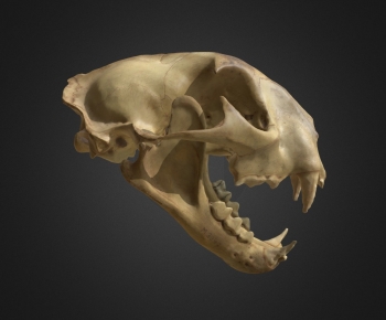 Modern Other-ID:869297988