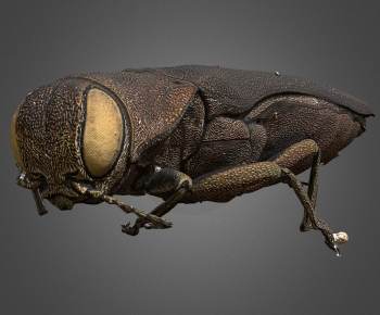 Modern Animal-ID:823570018