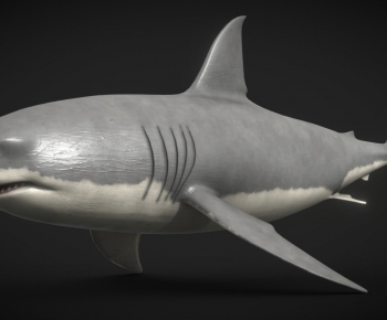 Modern Animal-ID:356348993