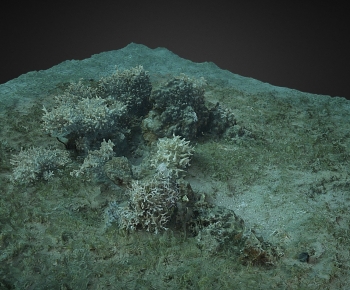 Modern Animal-ID:862463009