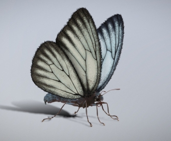 Modern Flying Animals-ID:622103934