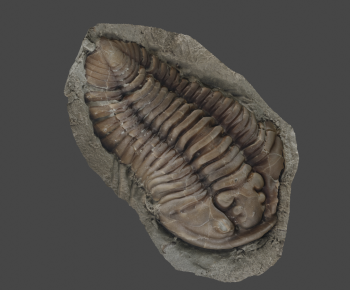 Modern Animal-ID:837240273