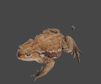 Modern Animal-ID:468679903