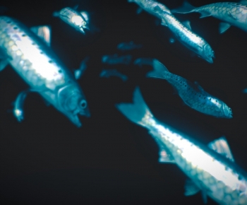 Modern Aquatic Animals-ID:404949904