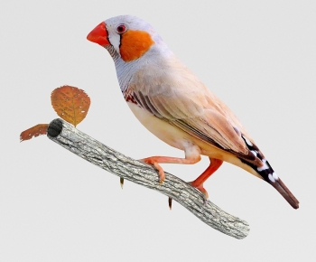 Modern Animal-ID:594445942