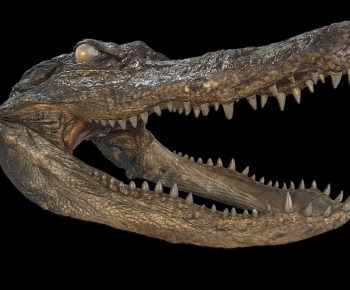 Modern Reptile-ID:710036042