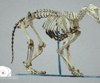 Modern Animal-ID:455044986