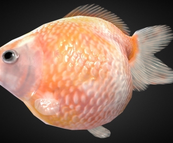 Modern Aquatic Animals-ID:959014895