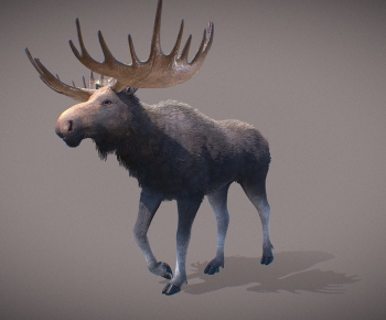 Modern Animal-ID:111624005