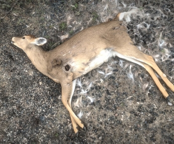 Modern Animal-ID:949189903