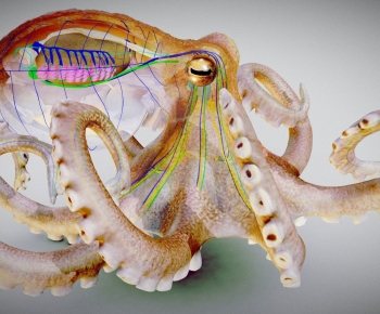 Modern Animal-ID:659183984