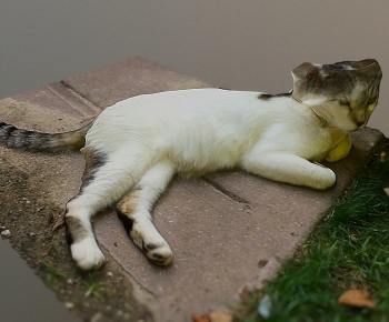 Modern Animal Cat-ID:338470943