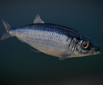 Modern Aquatic Animals-ID:100688918