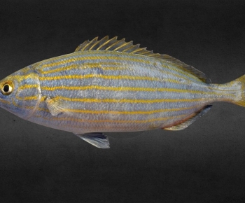 Modern Aquatic Animals-ID:741873989