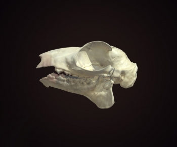 Modern Animal-ID:407509097