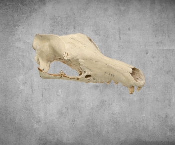 Modern Animal-ID:723596105