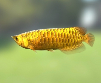 Modern Animal-ID:662750968