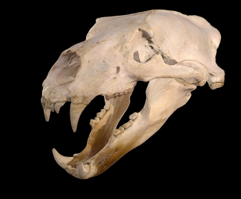 Modern Animal-ID:835153107