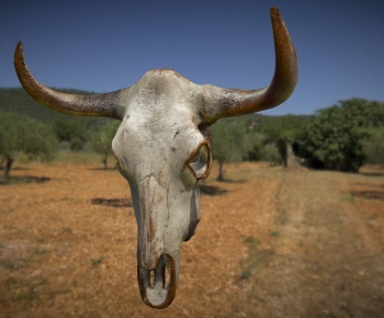 Modern Animal-ID:665247929