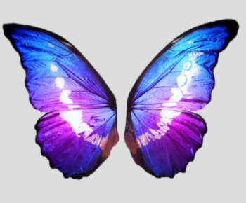 Modern Flying Animals-ID:855983975