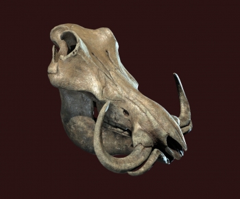 Modern Other-ID:140397071