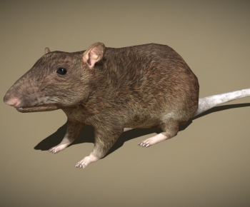 Modern Mammal-ID:715915927