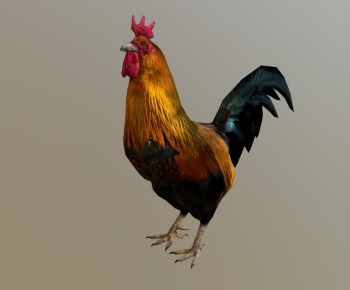 Modern Poultry Animal-ID:243609919
