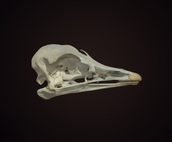 Modern Animal-ID:647794963