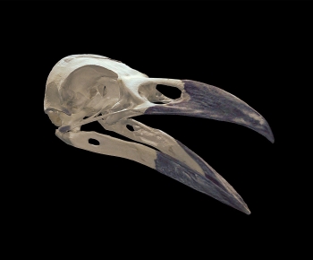 Modern Animal-ID:627325063