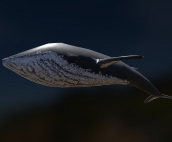 Modern Aquatic Animals-ID:458547127